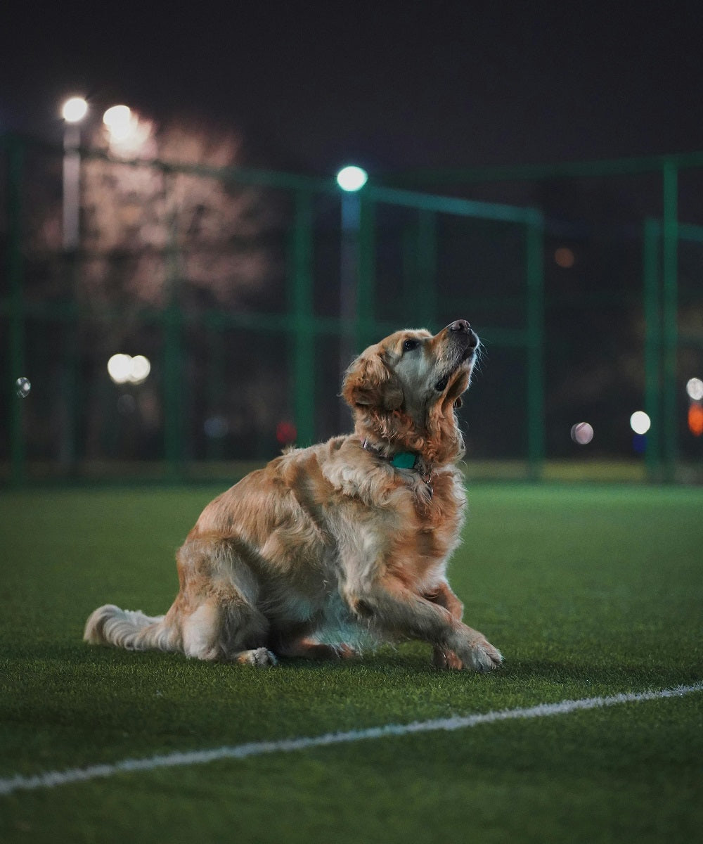 Training & Behavior