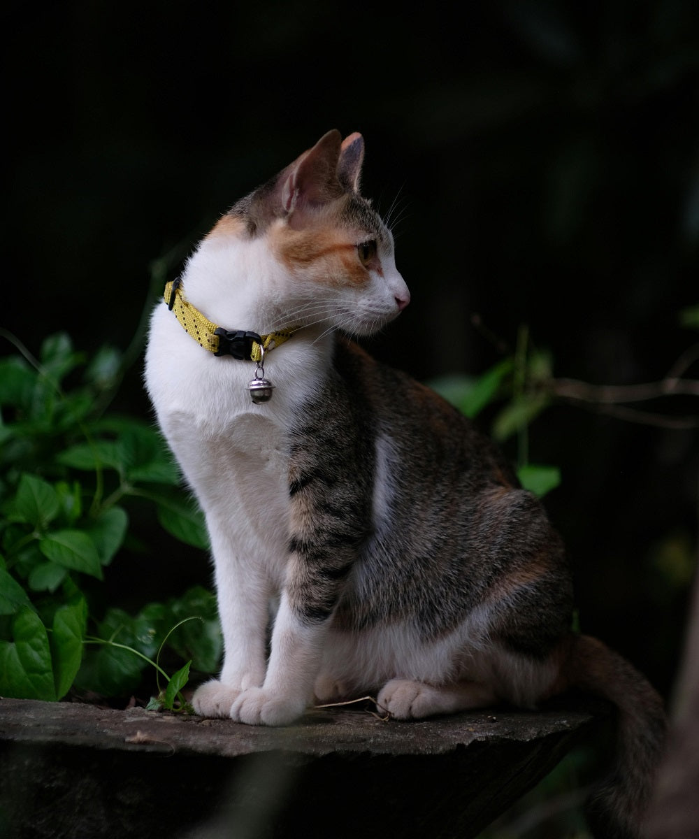 Collars & Leashes
