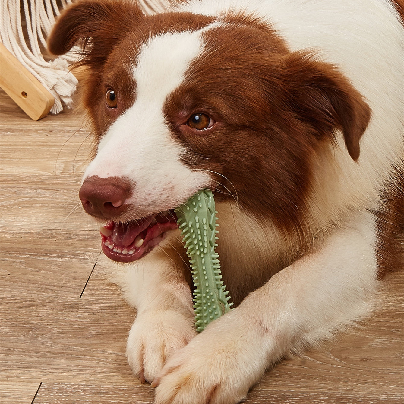 Dog Teeth Cleaning Chew Toy
